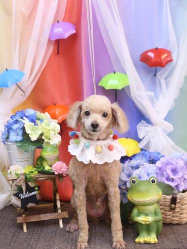 20230627バズくん